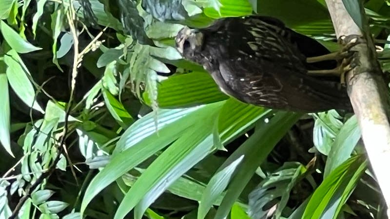 Birdman Tobago Tours