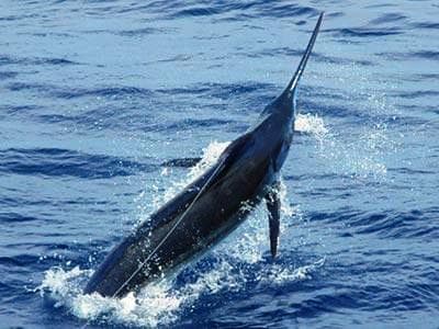 Jamaica Sports Fishing and Cruises