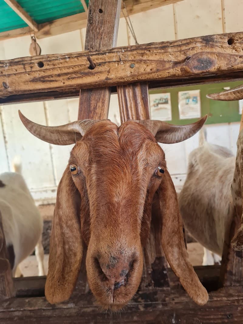 Aletta's Goat Farm