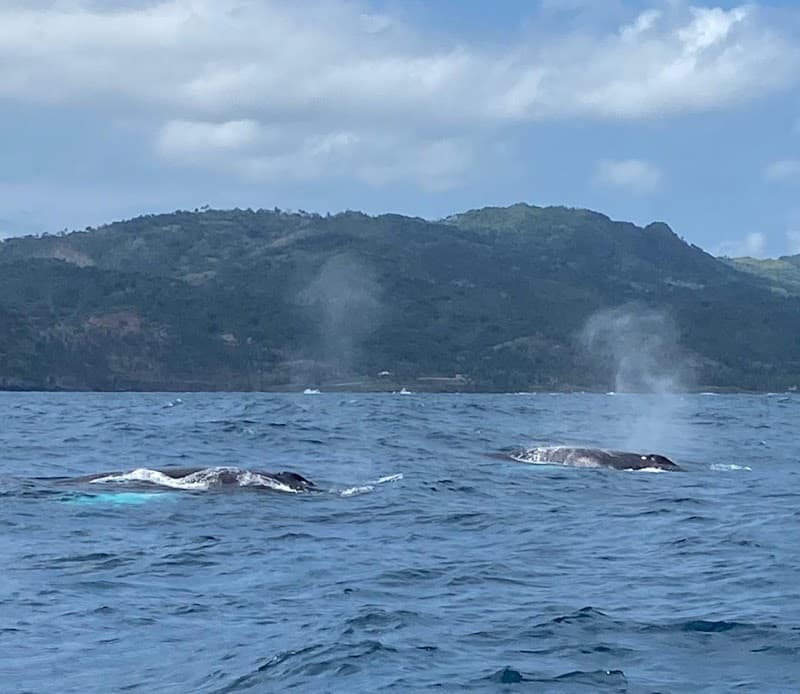 Tour Whales Samana