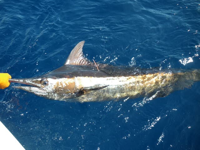 Punta Cana Fishing Charters